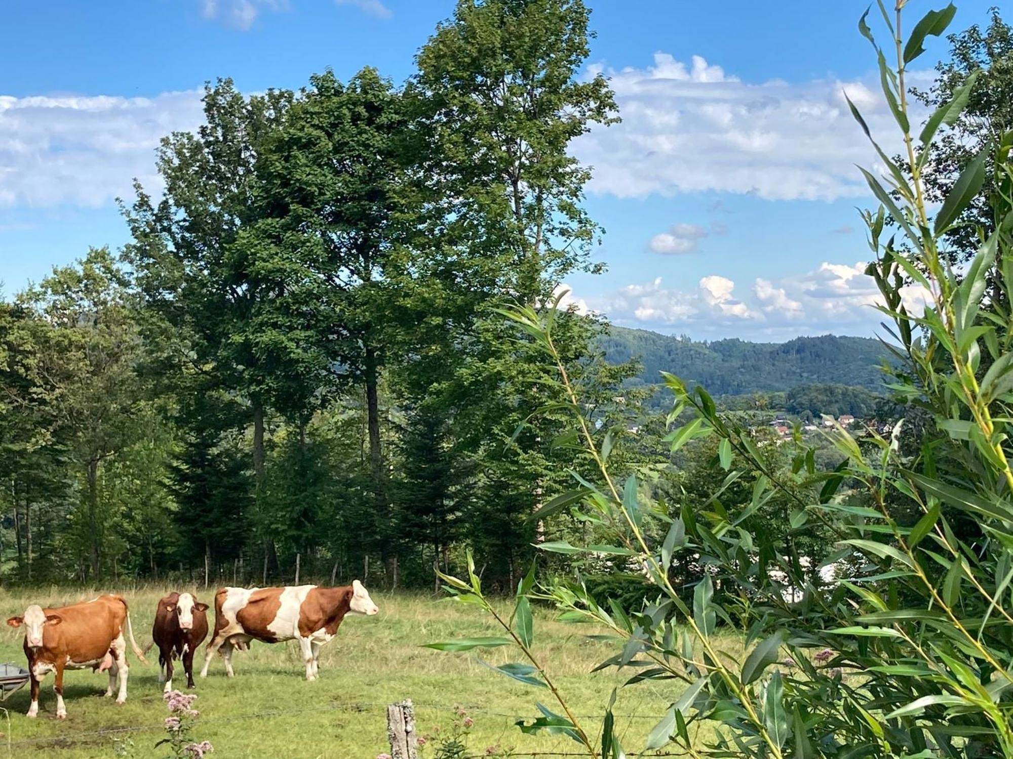 Vogesenparadies Kirchberg 외부 사진